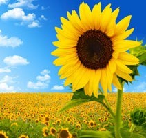 Category Featured Image